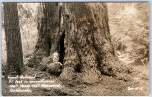 c1940s Muir Woods Nat'l Monument, CA RPPC Giant Redwood + Child Real Photo A132