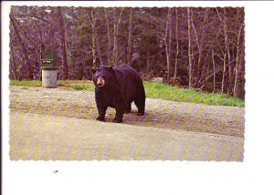 Black Bear, Smokies