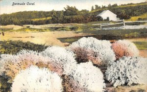 BERMUDA CORAL STAMP POSTCARD