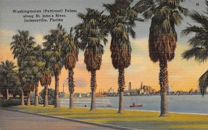 Washington (Petticoat) Palms, along St. John's River Jacksonville, Florida