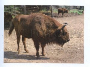 195569 Europe aurochs old postcard