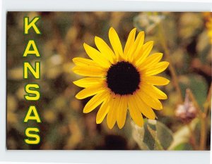 Postcard The native sunflower, Kansas