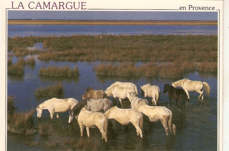 La Camargue. Horses· modern french pc. continental size