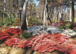 BR101892 blue mountains rhododendron society s garden blackheath nsw   australia