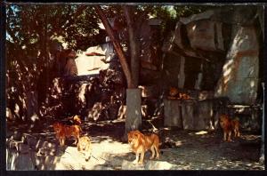 Lion Exhibit,Zoo,Detroit,MI