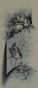 1880's Engraved Victorian Trade Card Birds Snail Flowers #1Fabulous! P47