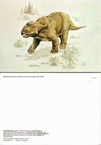 Pachyhnosaurs (33146