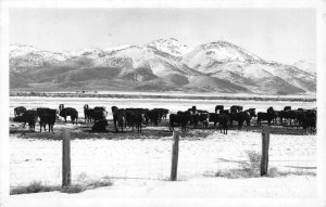 RPPC, NV Nevada  HERD OF CATTLE IN THE SNOW  Elko County  REAL PHOTO Postcard