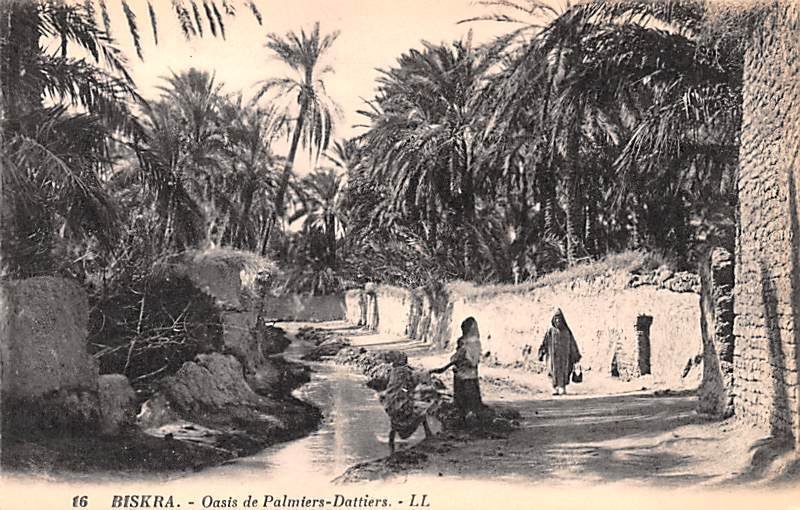 Oasis de Palmiers Dattiers Biskra Algeria Unused 