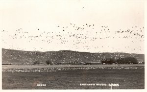 Flock of Geese Waterfowl Species Group of Birds Eastman's Studio Postcard RPPC