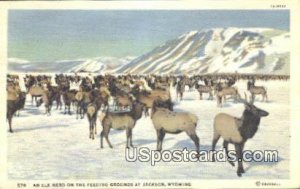 Elk Herd - Jackson, Wyoming WY  