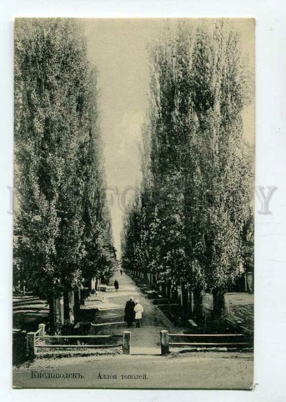 3089483 CAUCASUS Kislovodsk Avenue of poplars Vintage PC