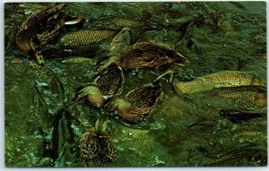 M-2412 Ducks On The Fish At Spillway Pymatuning Lake South Of Linesville US 6 PA