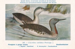 Red Throated Loon Roodkeeiduiker WW2 Bird Rare Postcard