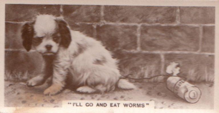 Dog Dogs Food Tied To Tail Eating Worms German Real Photo Cigarette Card