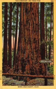 California Santa Cruz County Big Trees Park Neck Breaker 1948
