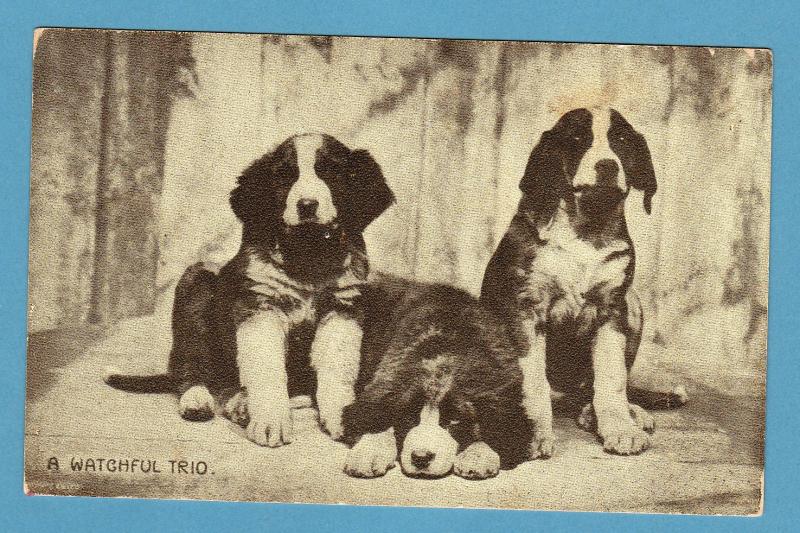 A Watchful Trio Antique Linen Postcard St. Bernard Dogs