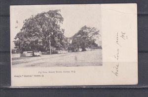 QUEENSLAND, CAIRNS, FIG TREE, ABBOTT STREET, 1905 ppc. 1d. to Scoresby, Victoria