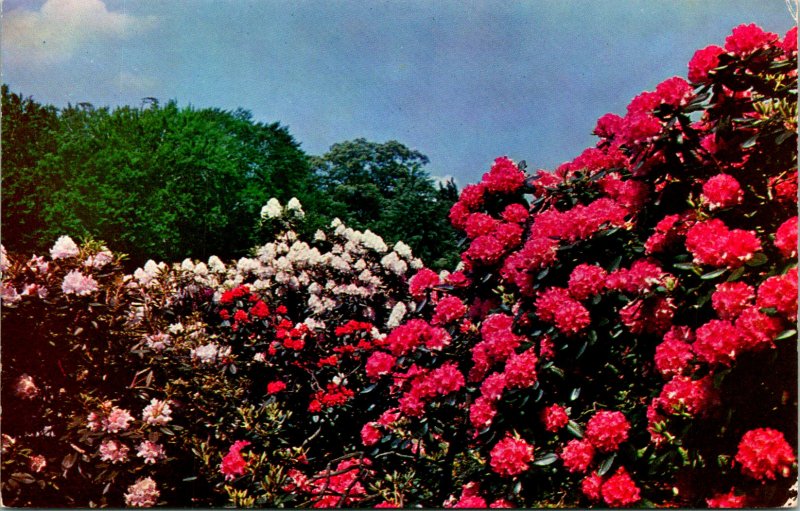 Jamaica Plain Rhodendrons Arnold Arboretum Postcard unused (13701)