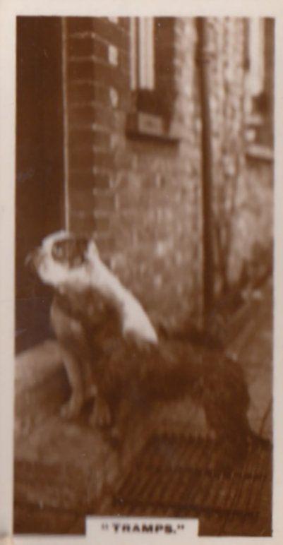 Tramp Dog Dogs On Doorstep Antique Real Photo Cigarette Card