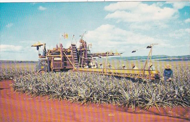 Hawaii Pineapple Harvesting Using Mechanical Harvesters