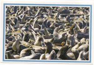 Sea Lions - California Sea Lions Pier 39 - San Francisco, California