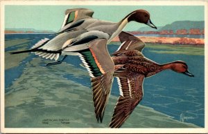 Vtg 1930s American Pintails Ducks Frances Lee Jaques Artist Signed Postcard