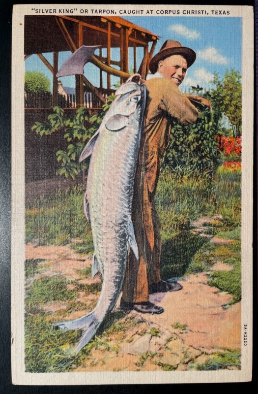 Vintage Postcard 1935 Silver King or Tarpon Fish, Corpus Christi, Texas (TX)