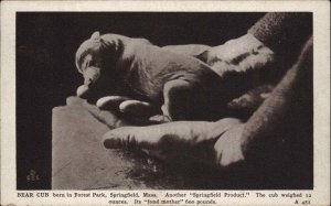 Springfield Massachusetts MA Forest Park Newborn Bear Cub c1910 Postcard