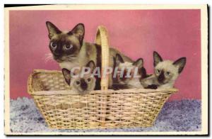 Old Postcard Siamese Cat Cats Kitten