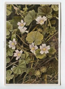 427924 Flower Malva neglecta Vintage Sammelwerk Tobacco Card w/ ADVERTISING