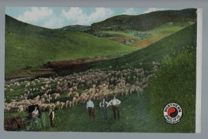 Montana c1910 ADVERTISING Sheep Ranch N.P. RR Northern Pacific Railroad Railway