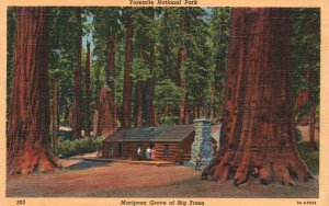 Vintage Postcard 1930's Mariposa Grove Big Trees Yosemite National Park