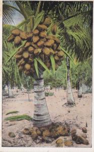 Florida Typical Cocoanut Palm With Fruit