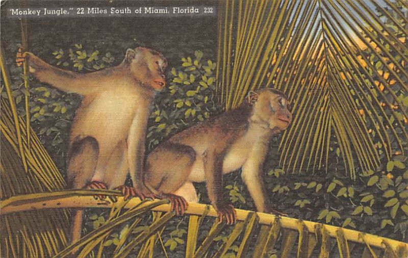 Monkey Jungle South of Miami - Miami, Florida FL  