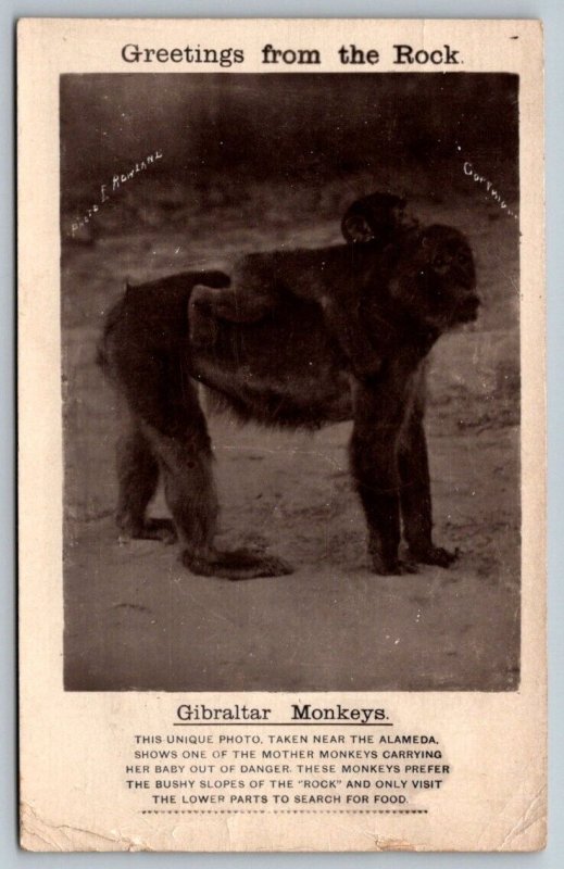 RPPC Rock of Gibraltar Monkeys - Real Photo Postcard  1924