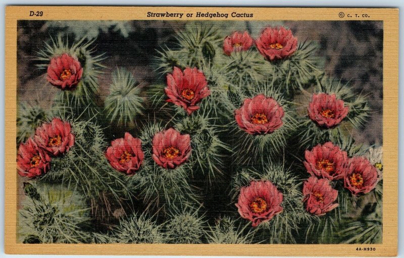 1934 Tucson, AZ Strawberry Hedgehog Cactus Flower Lollesgard Teich Photo PC A246