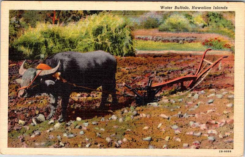 Postcard ANIMAL SCENE State of Hawaii HI AK5927