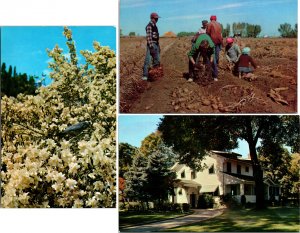 Lot of 3 Idaho Postcards Governors House, Potato Harvesting, Syringa flower