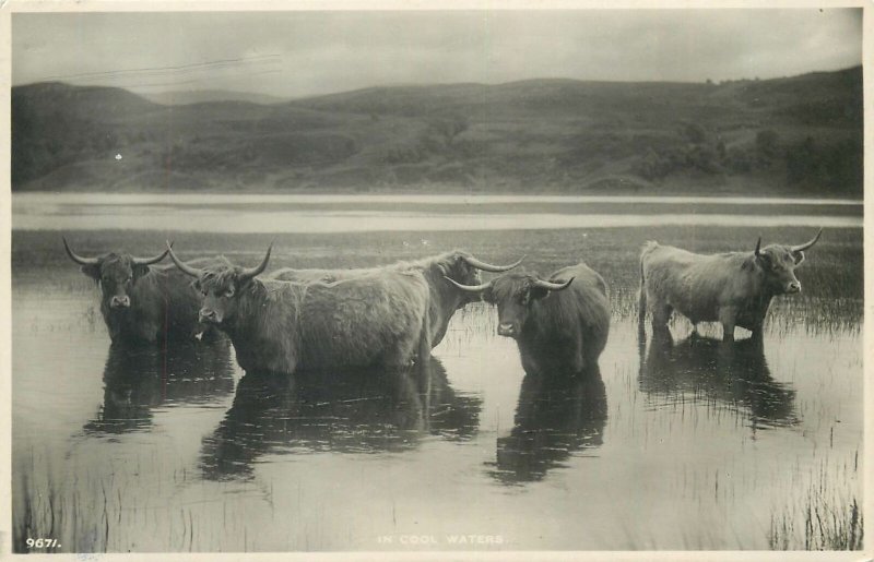 Cattle river bathing Postcard