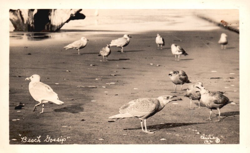 Postcard Real Photo Beach Gossip Birds Looking for Food on Beach Christian RPPC 