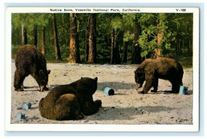 Native Sons Yosemite National Park California Brown Bears Vintage Postcard 