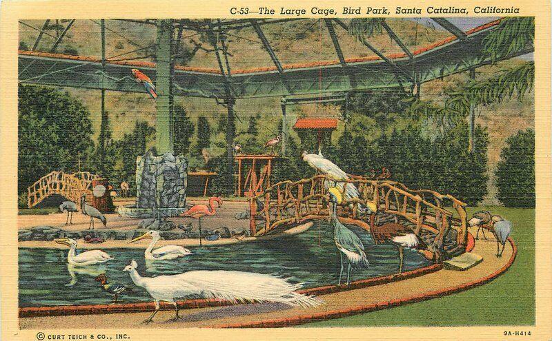 Bird Park Large Cage Santa Catalina California 1940s Postcard Teich linen 2118