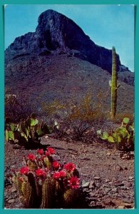 Hedgehog Cactus In the Desert - [MX-912]