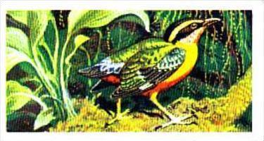 Brooke Bond Trade Card Tropical Birds No 14 Angolan Pitta