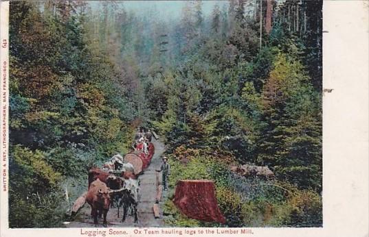 Trees Logging Scene Ox Team Hauling Logs To The Lumber Mill 1905