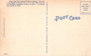 Arbor Vitae Tree,Natural Bridge,VA