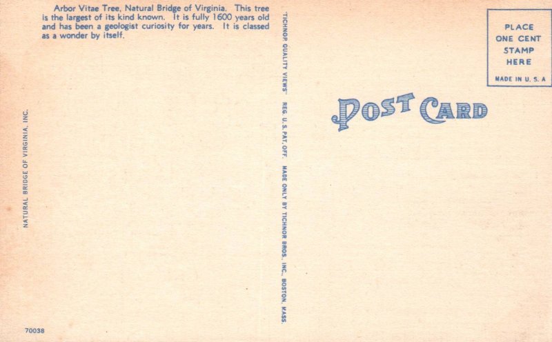 Arbor Vitae Tree,Natural Bridge,VA
