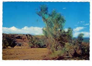 Smoke Trees on the Desert, Colorado, Used 1980