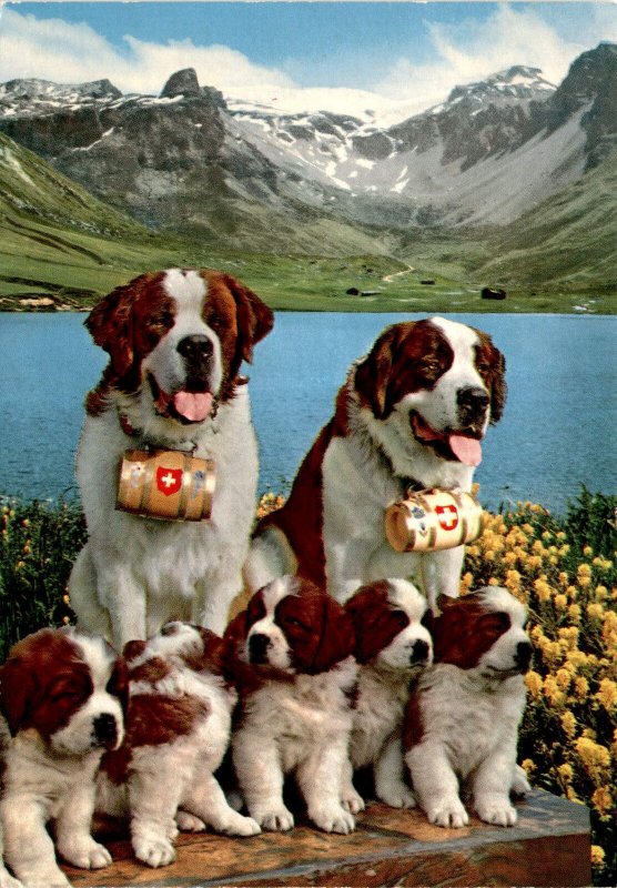 Dog Breed St Bernards Animal Sanctuary Saint Bernard Highest Dog